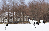 釧路湿原のタンチョウ